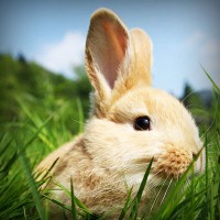 /album/natalina485/photolia-a03-jpg/